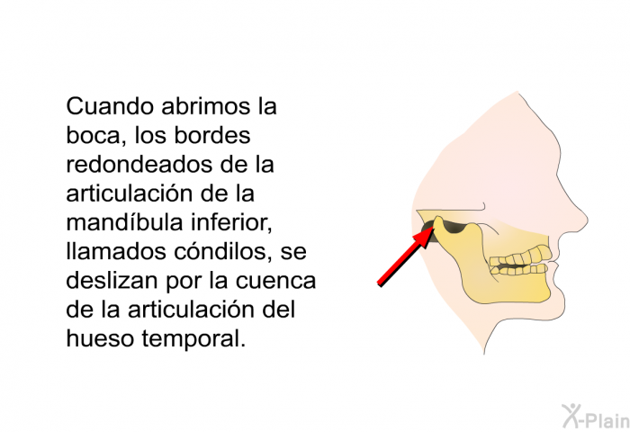 Cuando abrimos la boca, los bordes redondeados de la articulacin de la mandbula inferior, llamados <I>cndilos</I>, se deslizan por la cuenca de la articulacin del hueso temporal.