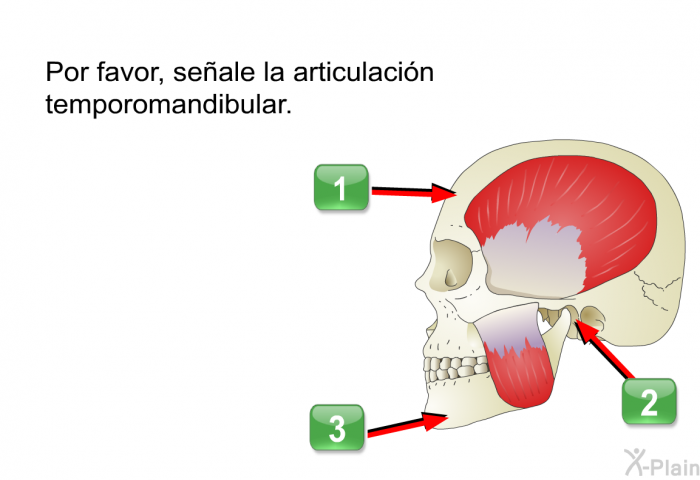 Por favor, seale la articulacin temporomandibular.