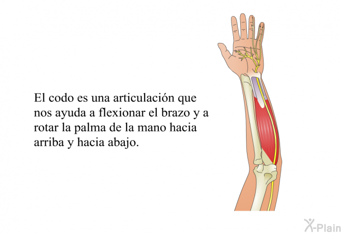 El codo es una articulacin que nos ayuda a flexionar el brazo y a rotar la palma de la mano hacia arriba y hacia abajo.