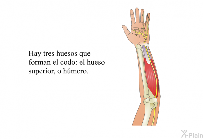 Hay tres huesos que forman el codo: el hueso superior, o <I>hmero.</I>