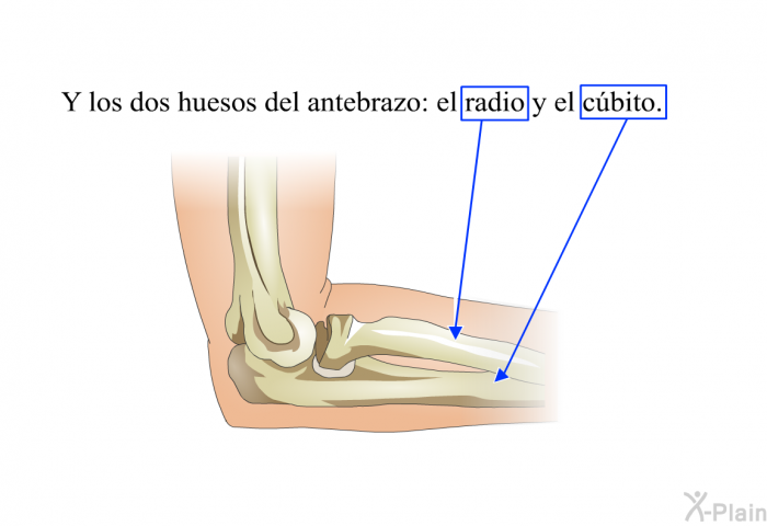 y los dos huesos del antebrazo: el <I>radio</I> y el <I>cbito</I>.