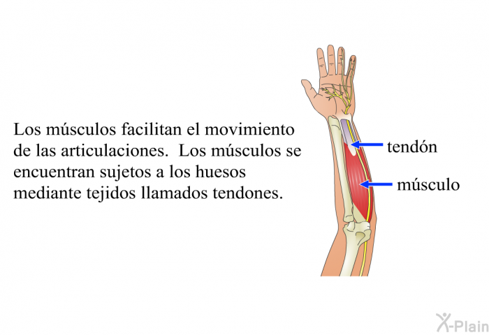 Los msculos facilitan el movimiento de las articulaciones. Los msculos se encuentran sujetos a los huesos mediante tejidos llamados <I>tendones</I>.