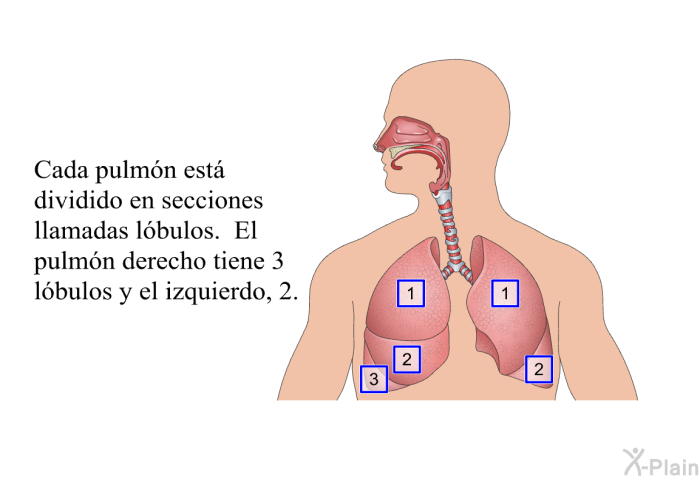 Cada pulmn est dividido en secciones llamadas lbulos. El pulmn derecho tiene 3 lbulos y el izquierdo, 2.