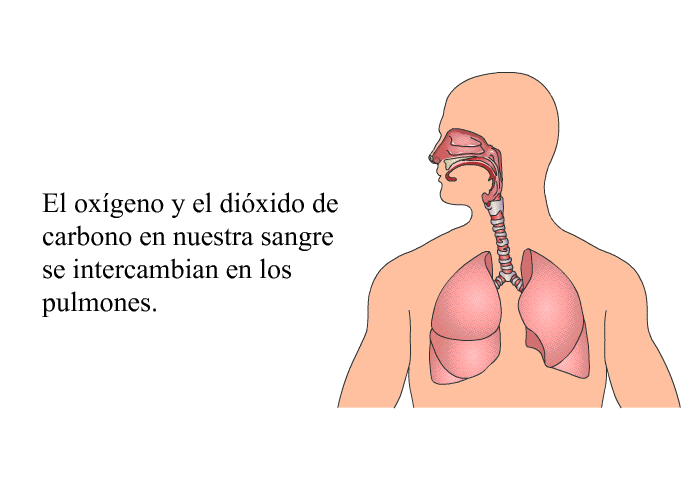 El oxgeno y el dixido de carbono en nuestra sangre se intercambian en los pulmones.