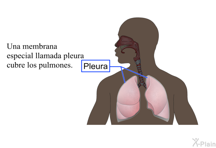 El aire que respiramos entra en contacto con la sangre en los pulmones.