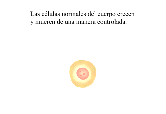 Las clulas normales del cuerpo crecen y mueren de una manera controlada.