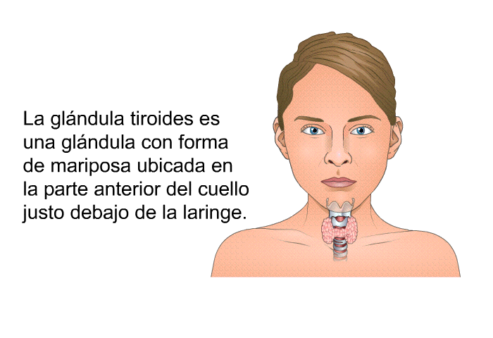 La glndula tiroides es una glndula con forma de mariposa ubicada en la parte anterior del cuello justo debajo de la laringe.