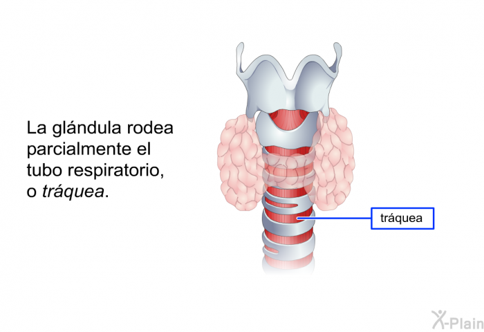La glndula rodea parcialmente el tubo respiratorio, o <I>trquea</I>.