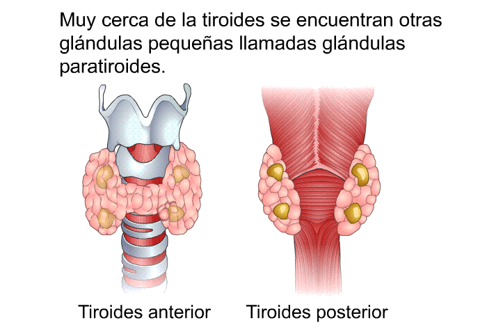 Muy cerca de la tiroides se encuentran otras glndulas pequeas llamadas glndulas paratiroides.  