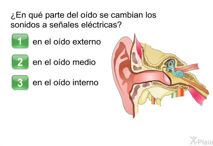 ¿En qu parte del odo se cambian los sonidos a seales elctricas?  en el odo externo en el odo medio en el odo interno