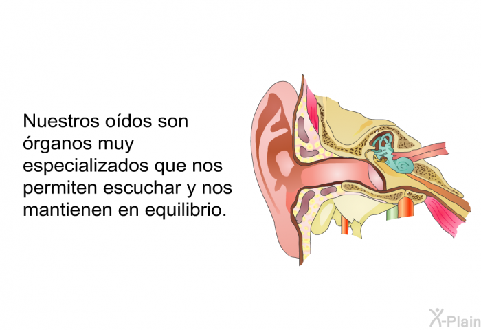 Nuestros odos son rganos muy especializados que nos permiten escuchar<B> </B>y nos mantienen en equilibrio.