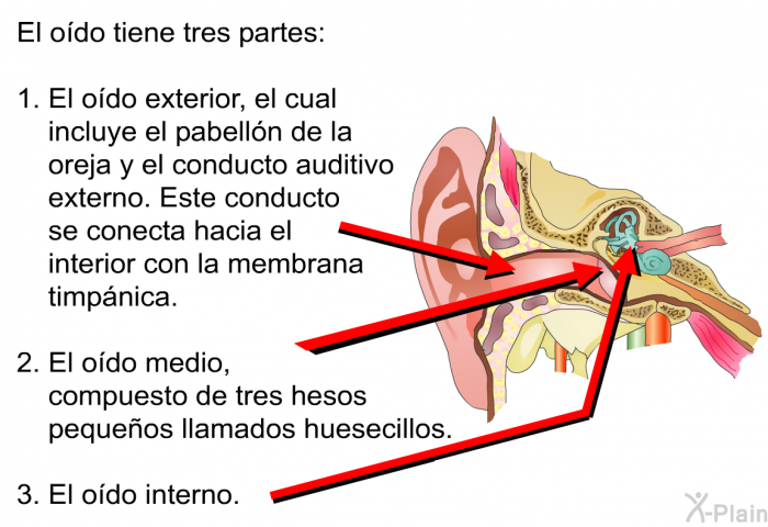 El odo tiene tres partes:  El odo exterior, el cual incluye el pabelln de la oreja y el conducto auditivo externo. Este conducto se conecta hacia el interior con la membrana timpnica. El odo medio, compuesto de tres huesos pequeos llamados huesecillos. El odo interno.