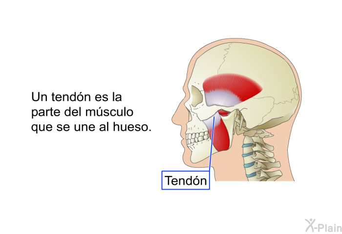 Un tendn es la parte del msculo que se une al hueso.