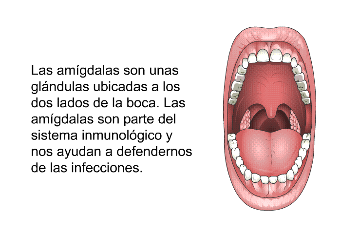 Las amgdalas son unas glndulas ubicadas a los dos lados de la boca. Las amgdalas son parte del sistema inmunolgico y nos ayudan a defendernos de las infecciones.