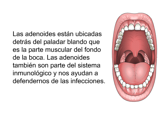 Las adenoides estn ubicadas detrs del paladar blando que es la parte muscular del fondo de la boca. Las adenoides tambin son parte del sistema inmunolgico y nos ayudan a defendernos de las infecciones.