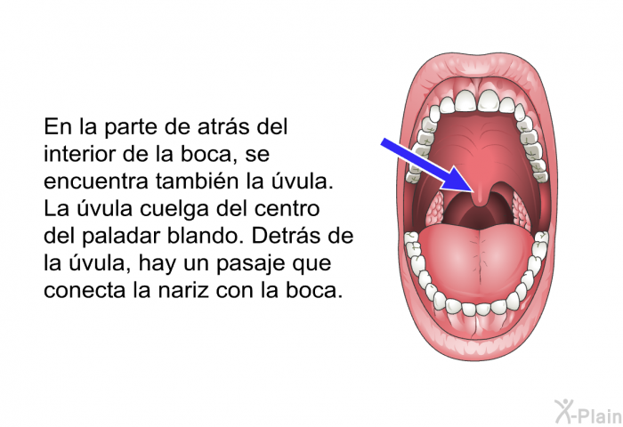 En la parte de atrs del interior de la boca, se encuentra tambin la vula. La vula cuelga del centro del paladar blando. Detrs de la vula, hay un pasaje que conecta la nariz con la boca.