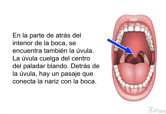 En la parte de atrs del interior de la boca, se encuentra tambin la vula. La vula cuelga del centro del paladar blando. Detrs de la vula, hay un pasaje que conecta la nariz con la boca.