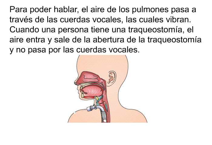 Para poder hablar, el aire de los pulmones pasa a travs de las cuerdas vocales, las cuales vibran. Cuando una persona tiene una traqueostoma, el aire entra y sale de la abertura de la traqueostoma y no pasa por las cuerdas vocales.