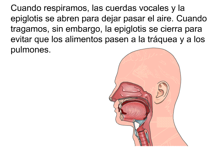 Cuando respiramos, las cuerdas vocales y la epiglotis se abren para dejar pasar el aire. Cuando tragamos, sin embargo, la epiglotis se cierra para evitar que los alimentos pasen a la trquea y a los pulmones.