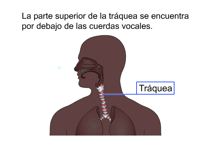 La parte superior de la trquea se encuentra por debajo de las cuerdas vocales.