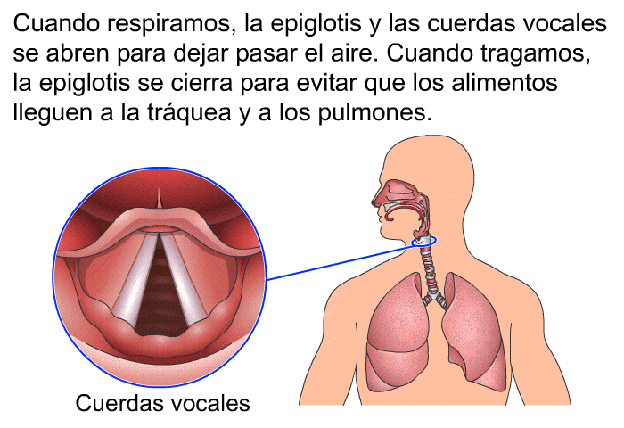Cuando respiramos, la epiglotis y las cuerdas vocales se abren para dejar pasar el aire. Cuando tragamos, la epiglotis se cierra para evitar que los alimentos lleguen a la trquea y a los pulmones.