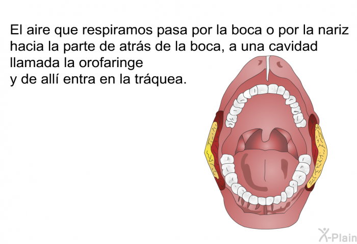 El aire que respiramos pasa por la boca o por la nariz hacia la parte de atrs de la boca, a una cavidad llamada la orofaringe y de all entra en la trquea.