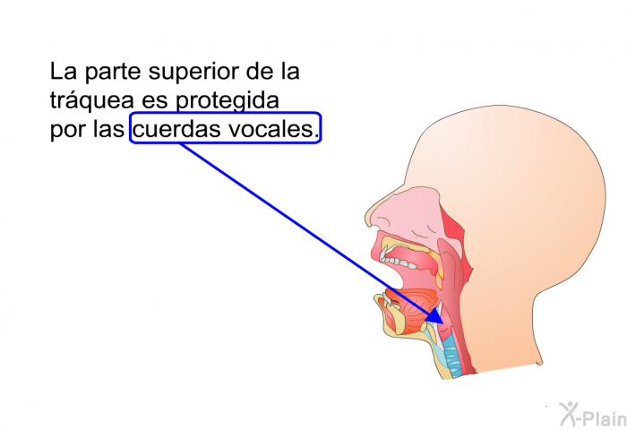 La parte superior de la trquea es protegida por las cuerdas vocales.