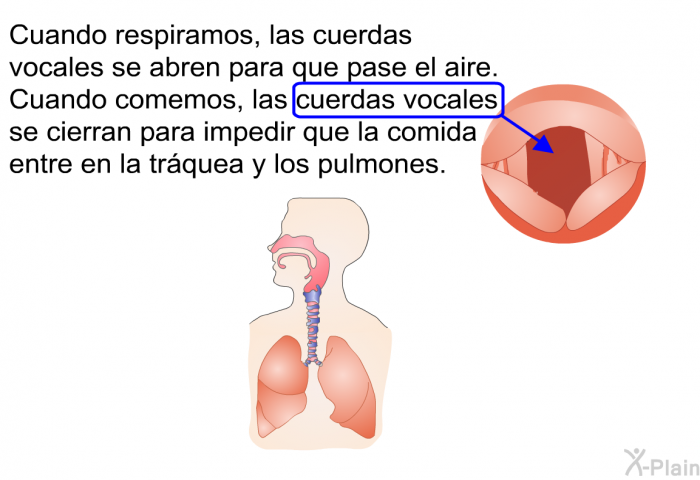 Cuando respiramos, las cuerdas vocales se abren para que pase el aire. Cuando comemos, las cuerdas vocales se cierran para impedir que la comida entre en la trquea y los pulmones.