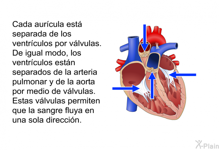 Cada aurcula est separada de los ventrculos por vlvulas. De igual modo, los ventrculos estn separados de la arteria pulmonar y de la aorta por medio de vlvulas. Estas vlvulas permiten que la sangre fluya en una sola direccin.