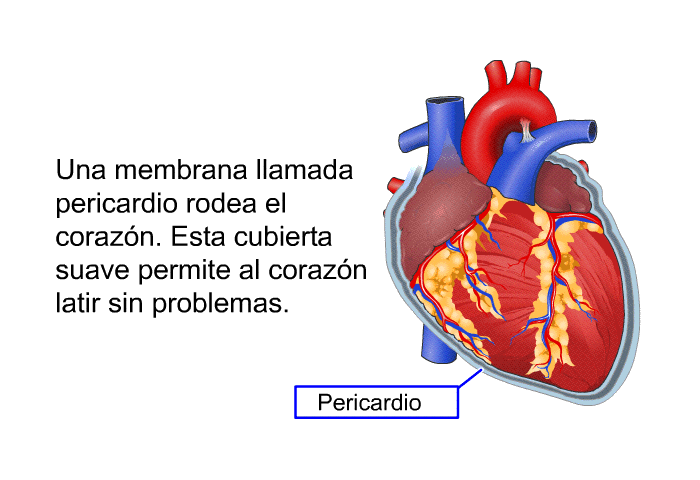 Una membrana llamada pericardio rodea el corazn. Esta cubierta suave permite al corazn latir sin problemas.