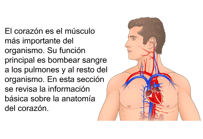 El corazn es el msculo ms importante del organismo. Su funcin principal es bombear sangre a los pulmones y al resto del organismo. En esta seccin se revisa la informacin bsica sobre la anatoma del corazn.