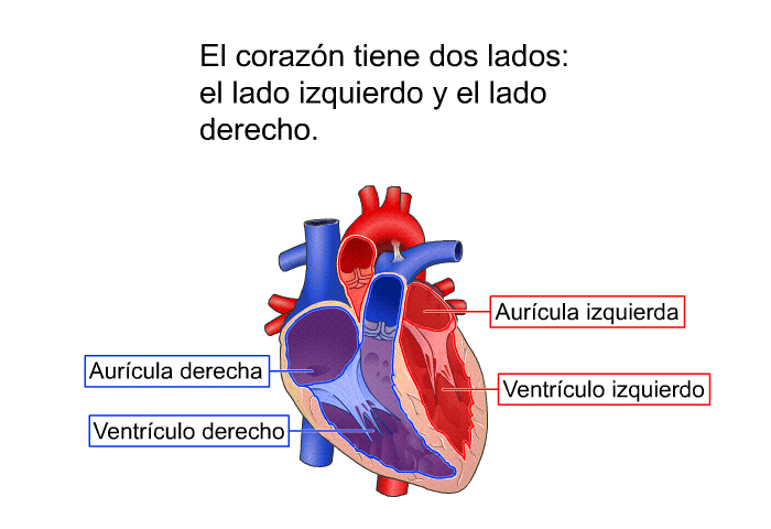 El corazn tiene dos lados: el lado izquierdo y el lado derecho.