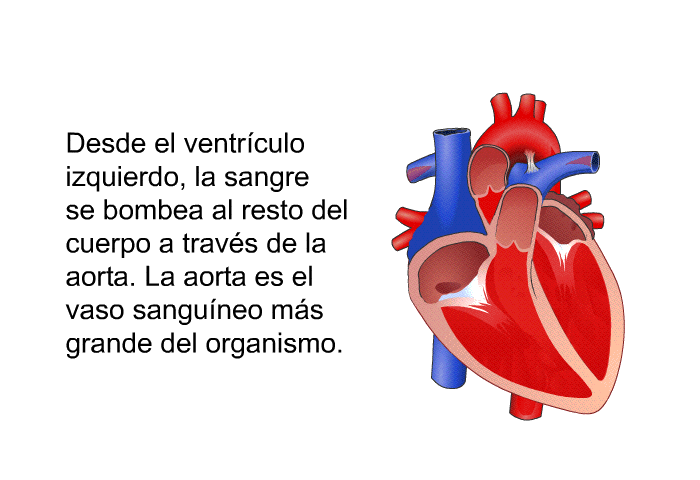 Desde el ventrculo izquierdo, la sangre se bombea al resto del cuerpo a travs de la aorta. La aorta es el vaso sanguneo ms grande del organismo.