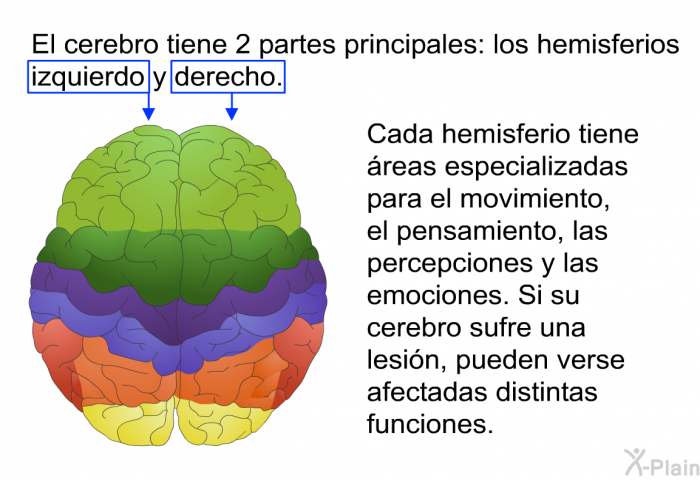 El cerebro tiene 2 partes principales: los hemisferios izquierdo y derecho. Cada hemisferio tiene reas especializadas para el movimiento, el pensamiento, las percepciones y las emociones. Si su cerebro sufre una lesin, pueden verse afectadas distintas funciones.