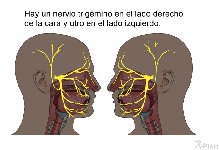 Hay un nervio trigmino en el lado derecho de la cara y otro en el lado izquierdo.