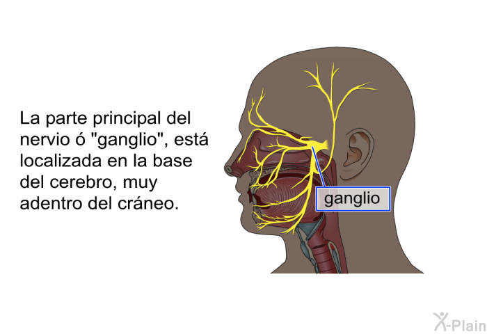 La parte principal del nervio  “ganglio”, est localizada en la base del cerebro, muy adentro del crneo.