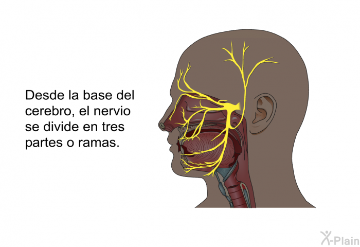Desde la base del cerebro, el nervio se divide en tres partes o ramas.