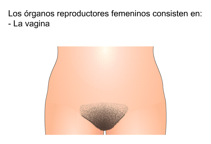 Los rganos reproductores femeninos consisten en:  La vagina