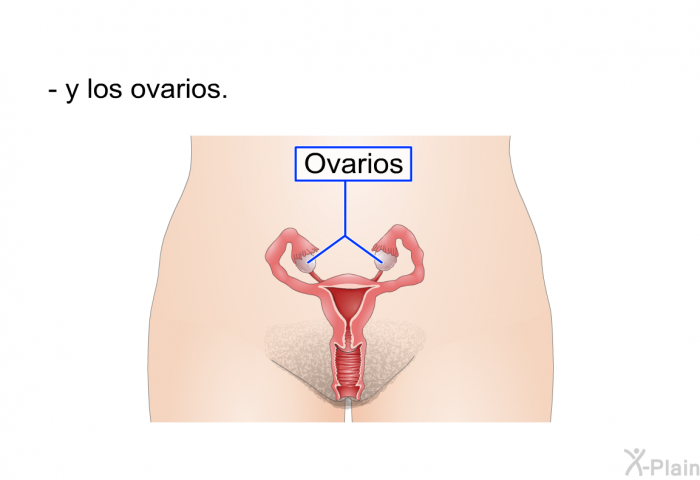 y los ovarios.