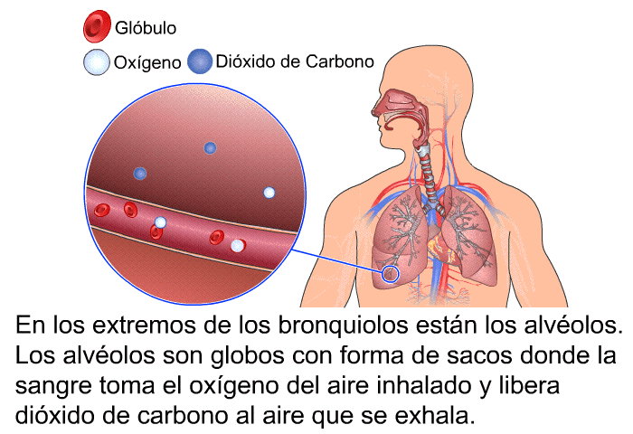 En los extremos de los bronquiolos estn los alvolos. Los alvolos son globos con forma de sacos donde la sangre toma el oxgeno del aire inhalado y libera dixido de carbono al aire que se exhala.