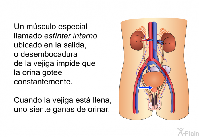 Un msculo especial llamado <I>esfnter interno</I> ubicado en la salida, o desembocadura de la vejiga impide que la orina gotee constantemente. Cuando la vejiga est llena, uno siente ganas de orinar.