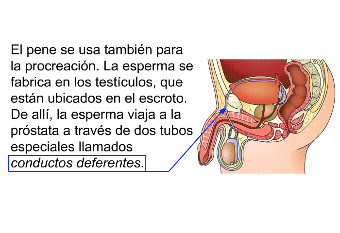 El pene se usa tambin para la procreacin. La esperma se fabrica en los testculos, que estn ubicados en el escroto. De all, la esperma viaja a la prstata a travs de dos tubos especiales llamados <I>conductos deferentes</I>.