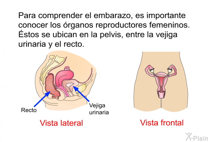Para comprender el embarazo, es importante conocer los rganos reproductores femeninos. Éstos se ubican en la pelvis, entre la vejiga urinaria y el recto.
