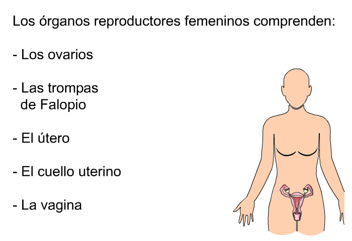 Los rganos reproductores femeninos comprenden:  Los ovarios Las trompas de Falopio El tero El cuello uterino La vagina