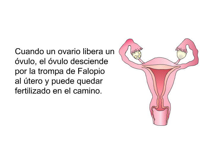 Cuando un ovario libera un vulo, el vulo desciende por la trompa de Falopio al tero y puede quedar fertilizado en el camino.