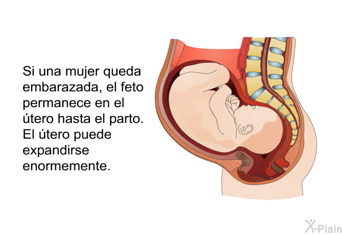 Si una mujer queda embarazada, el feto permanece en el tero hasta el parto. El tero puede expandirse enormemente.