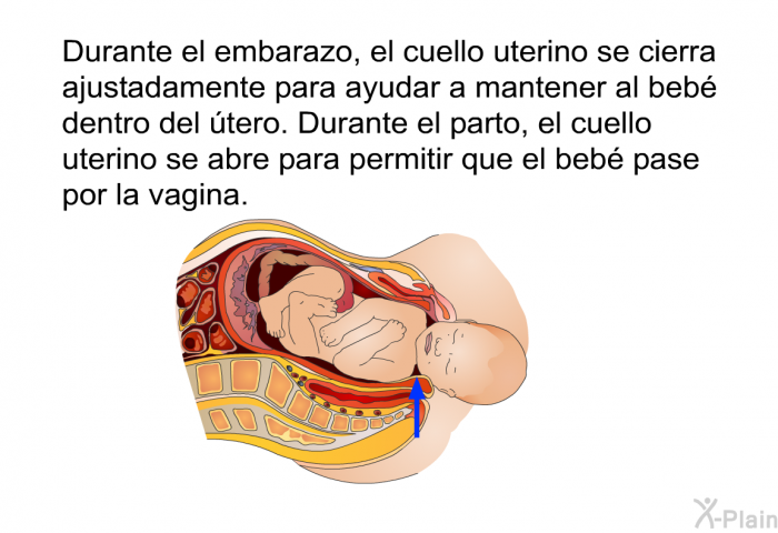 Durante el embarazo, el cuello uterino se cierra ajustadamente para ayudar a mantener al beb dentro del tero. Durante el parto, el cuello uterino se abre para permitir que el beb pase por la vagina.