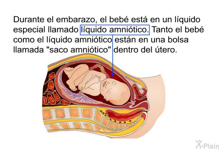 Durante el embarazo, el beb est en un lquido especial llamado lquido amnitico. Tanto el beb como el lquido amnitico estn en una bolsa llamada “saco amnitico” dentro del tero.