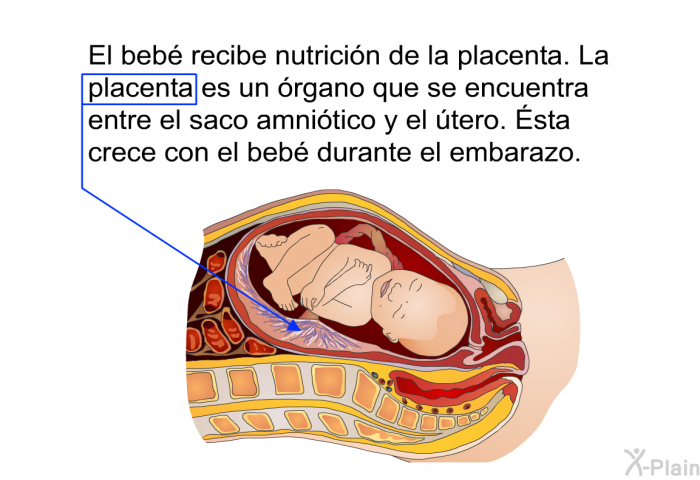 El beb recibe nutricin de la placenta. La placenta es un rgano que se encuentra entre el saco amnitico y el tero. Ésta crece con el beb durante el embarazo.