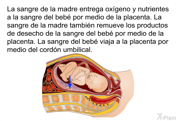 La sangre de la madre entrega oxgeno y nutrientes a la sangre del beb por medio de la placenta. La sangre de la madre tambin remueve los productos de desecho de la sangre del beb por medio de la placenta. La sangre del beb viaja a la placenta por medio del cordn umbilical.